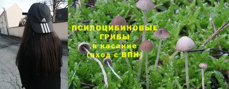 где купить   нарко площадка наркотические препараты  Галлюциногенные грибы Cubensis  Енисейск 